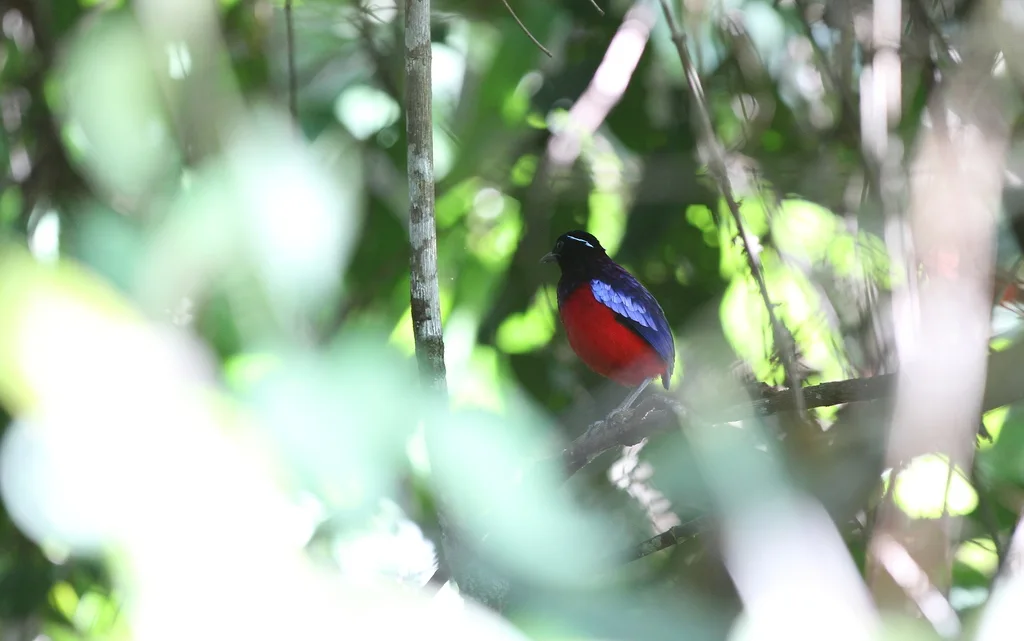 黑头八色鸫(Erythropitta ussheri)