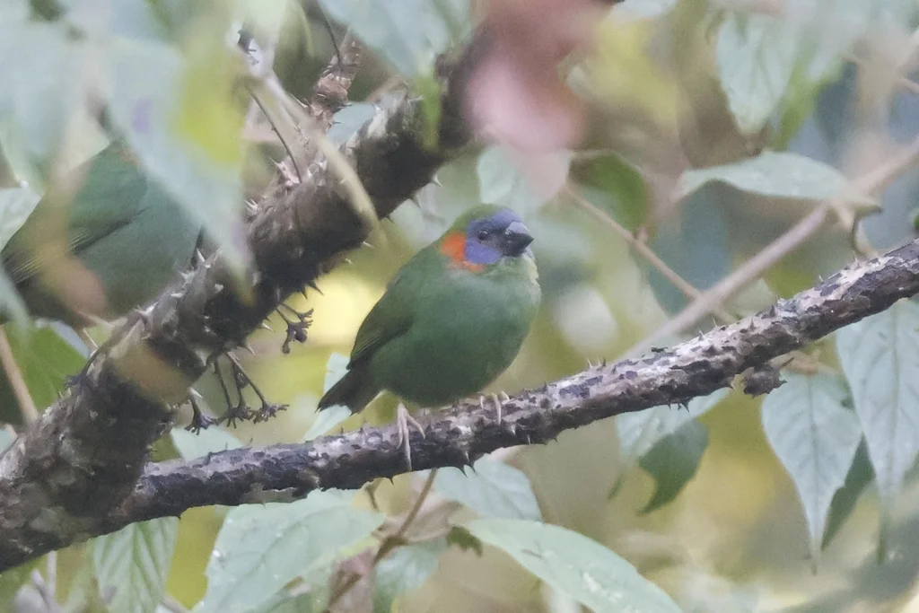 红耳鹦雀(Erythrura coloria)