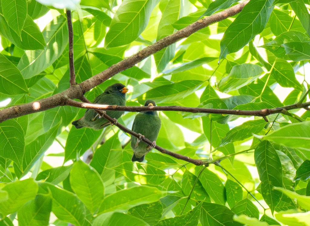 斐济鹦雀（Erythrura pealii）