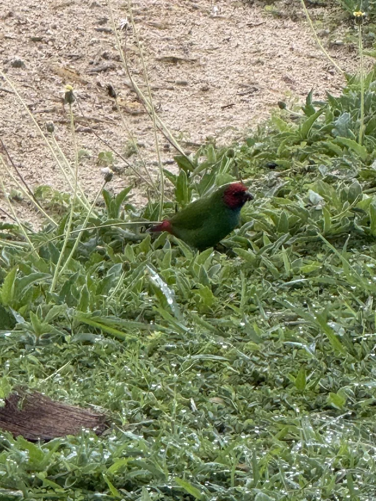 斐济鹦雀（Erythrura pealii）
