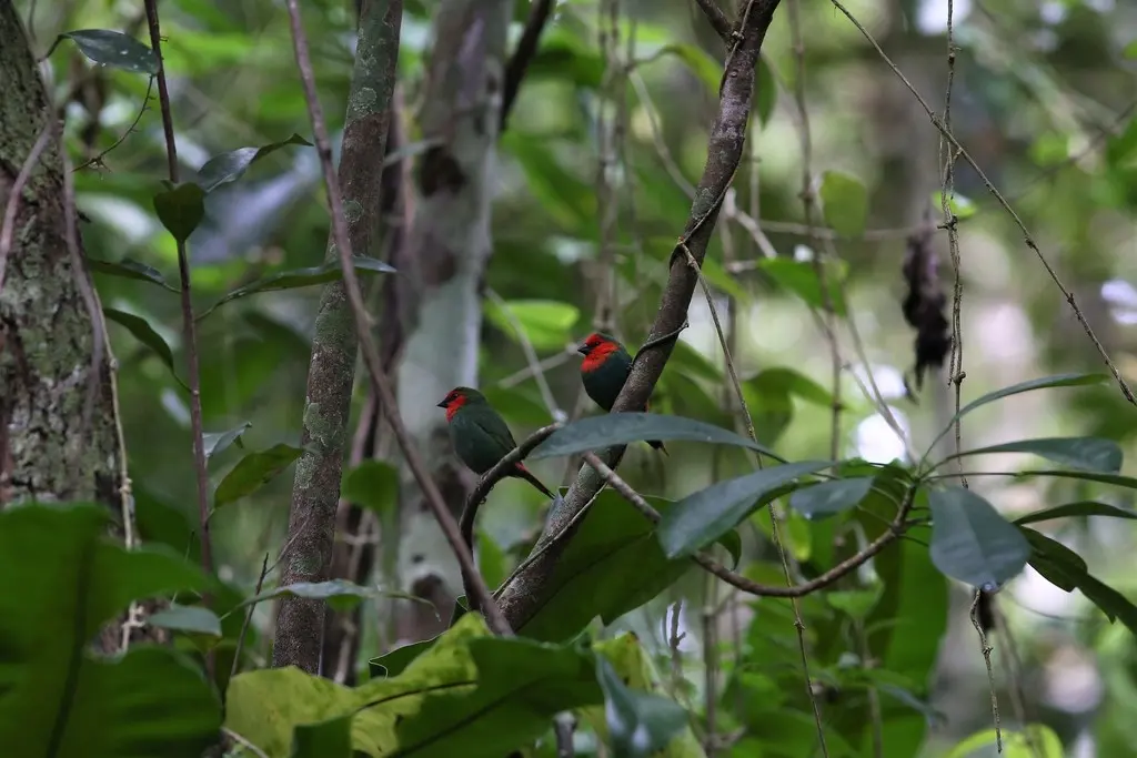 红喉鹦雀(Erythrura psittacea)