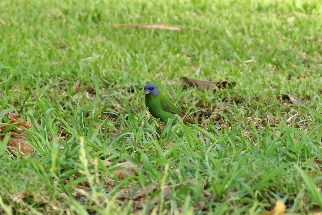 蓝脸鹦雀(Erythrura trichroa)