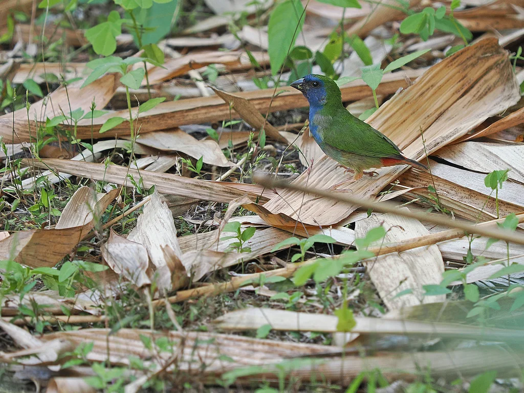 帝汶鹦雀（Erythrura tricolor）