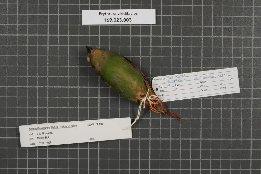 绿脸鹦雀（Erythrura viridifacies）