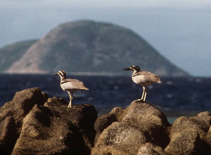澳洲石鸻(Esacus magnirostris)