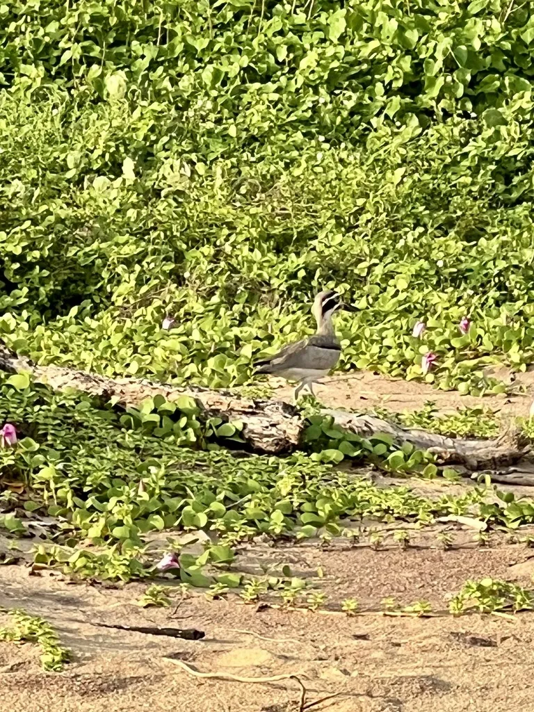 大石鸻(Esacus recurvirostris)
