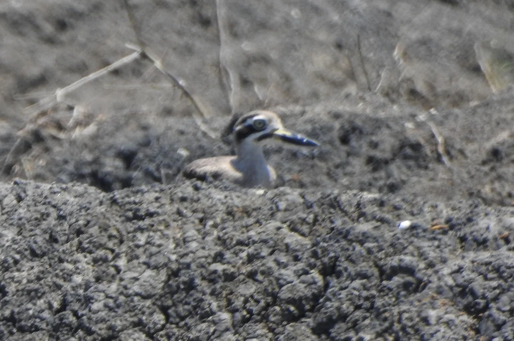 大石鸻(Esacus recurvirostris)