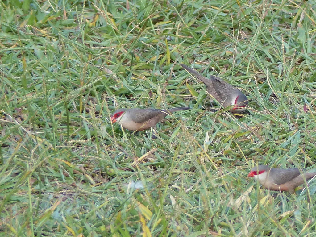 梅花雀(Estrilda astrild)
