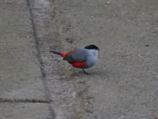 黑头梅花雀(Estrilda atricapilla)
