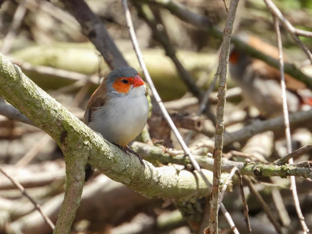 橙颊梅花雀(Estrilda melpoda)
