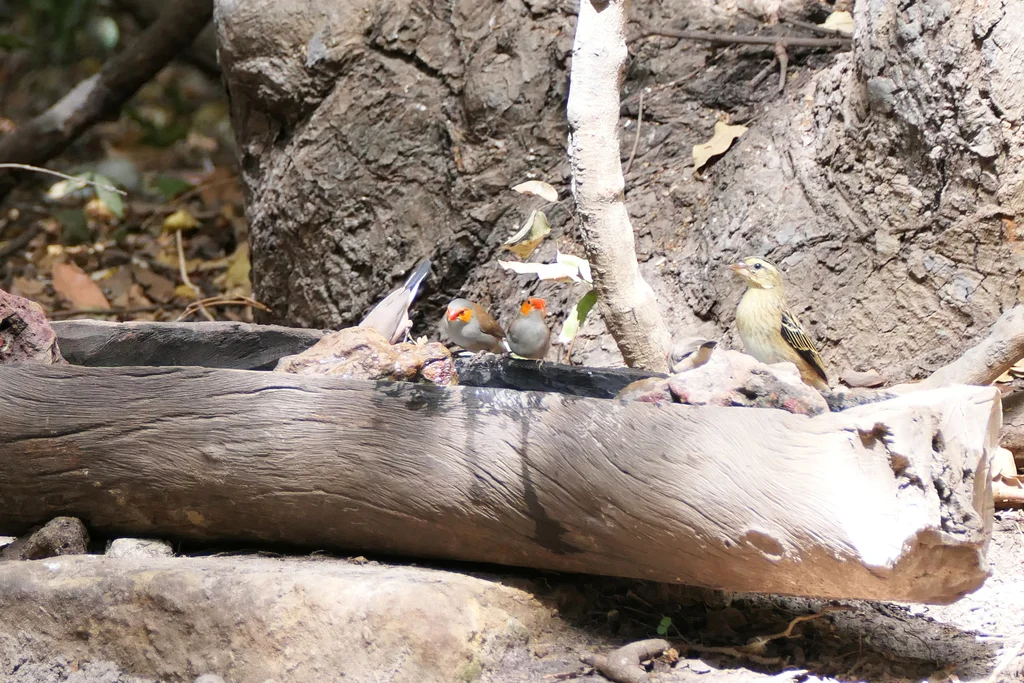 橙颊梅花雀(Estrilda melpoda)
