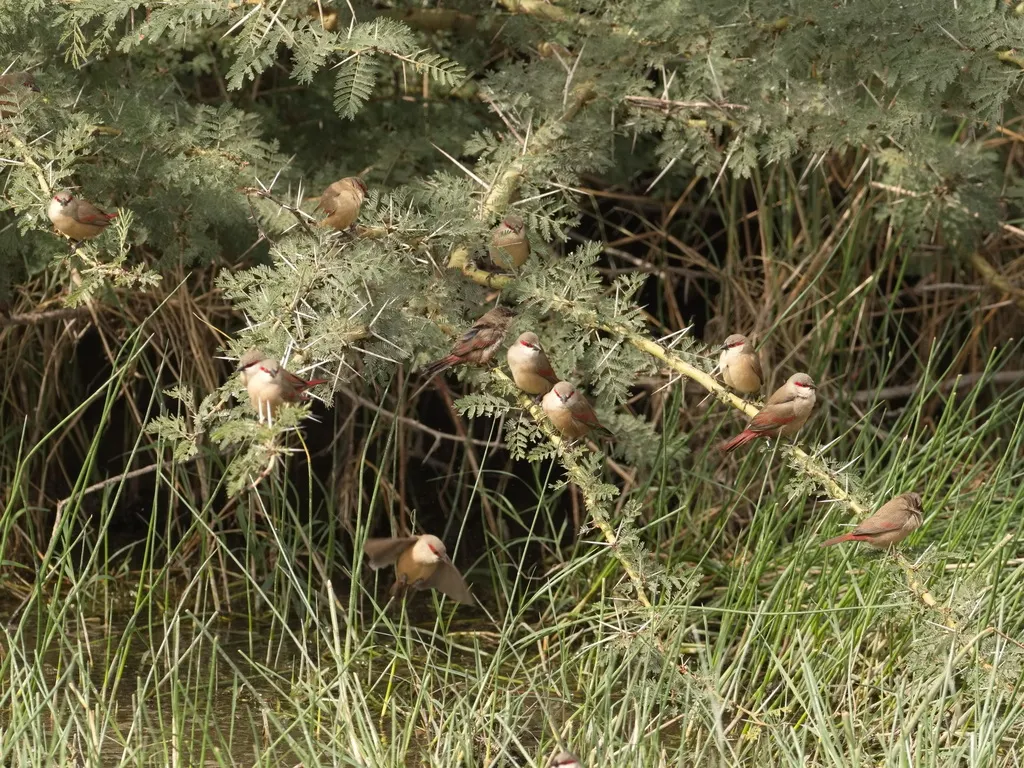赤腰梅花雀(Estrilda rhodopyga)