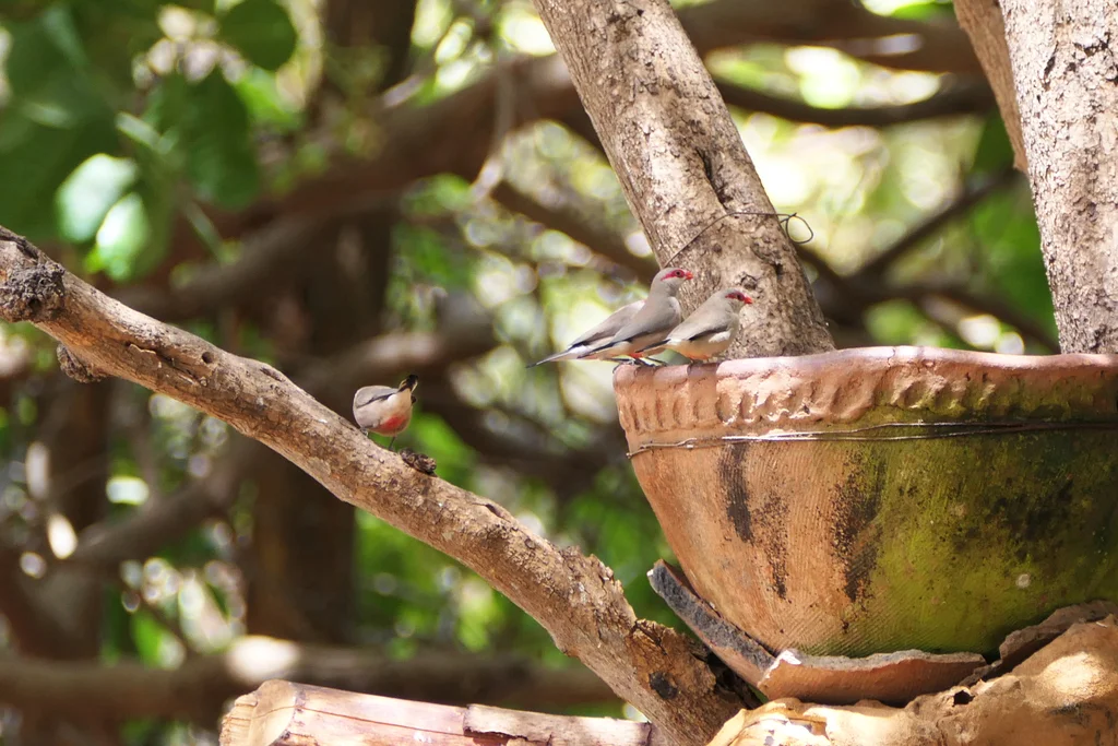 黑腰梅花雀(Estrilda troglodytes)
