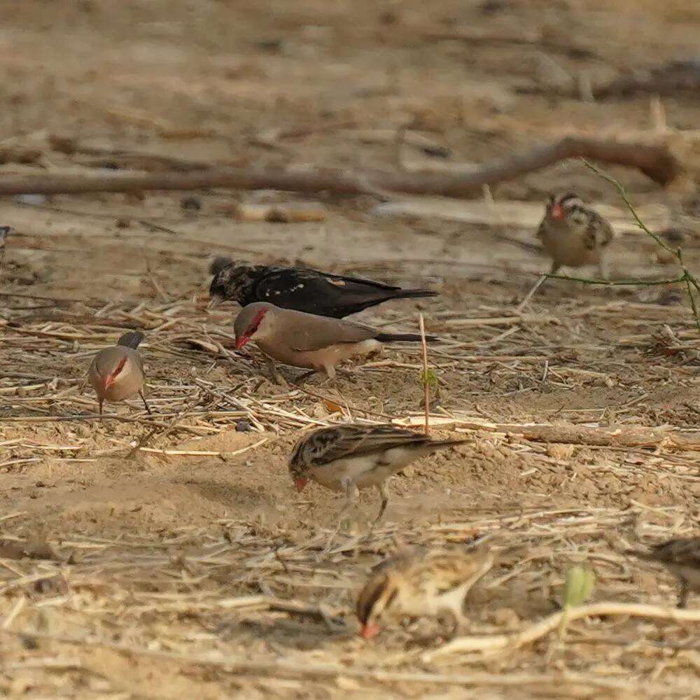 黑腰梅花雀(Estrilda troglodytes)