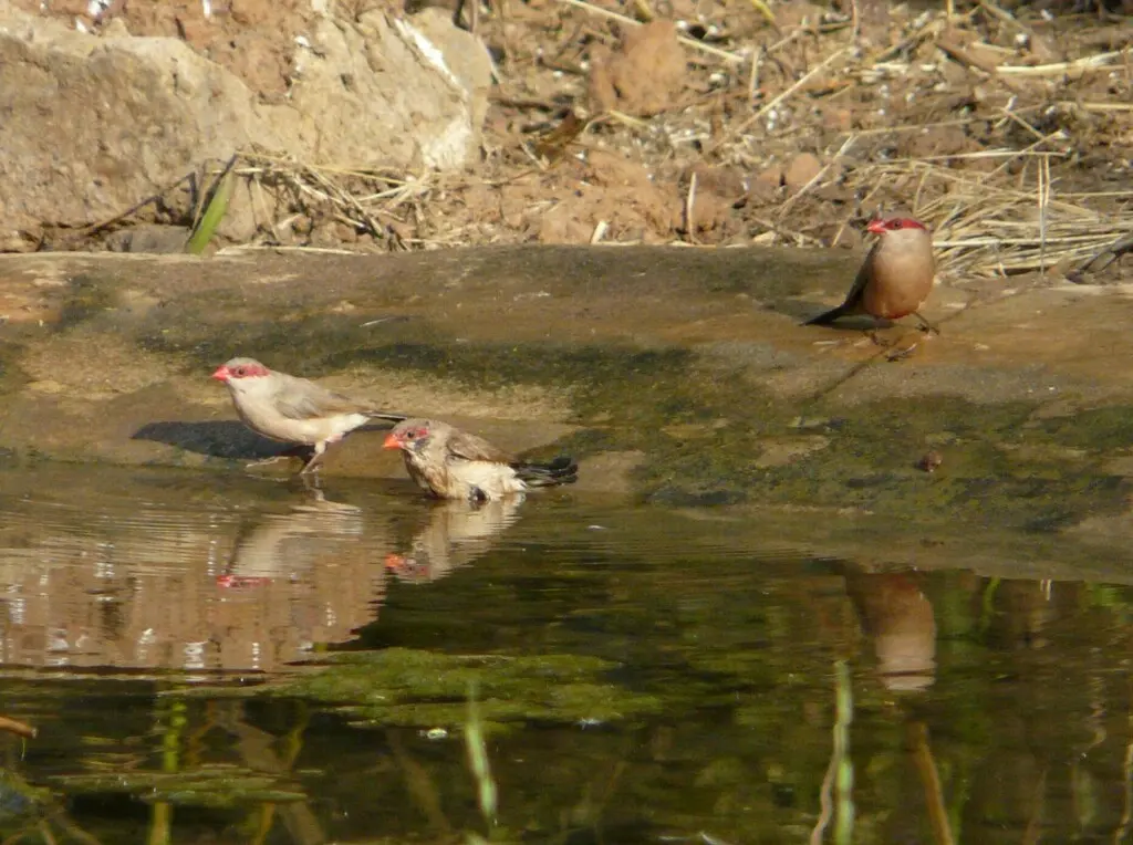 黑腰梅花雀(Estrilda troglodytes)