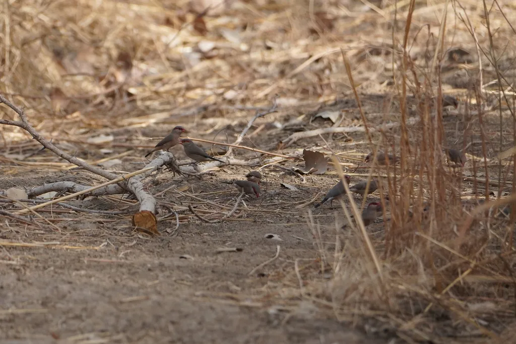 黑腰梅花雀(Estrilda troglodytes)