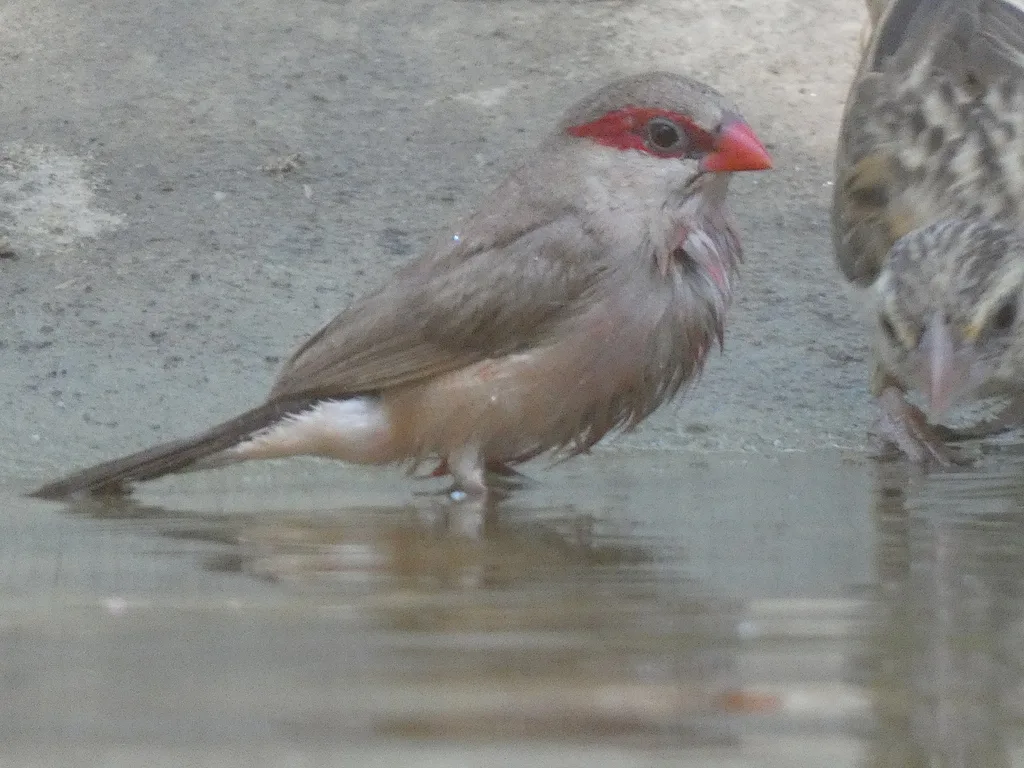 黑腰梅花雀(Estrilda troglodytes)