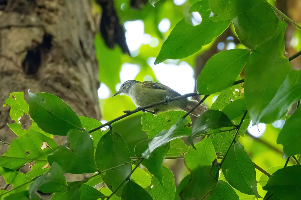 栗肩蚁鹩(Euchrepomis humeralis)
