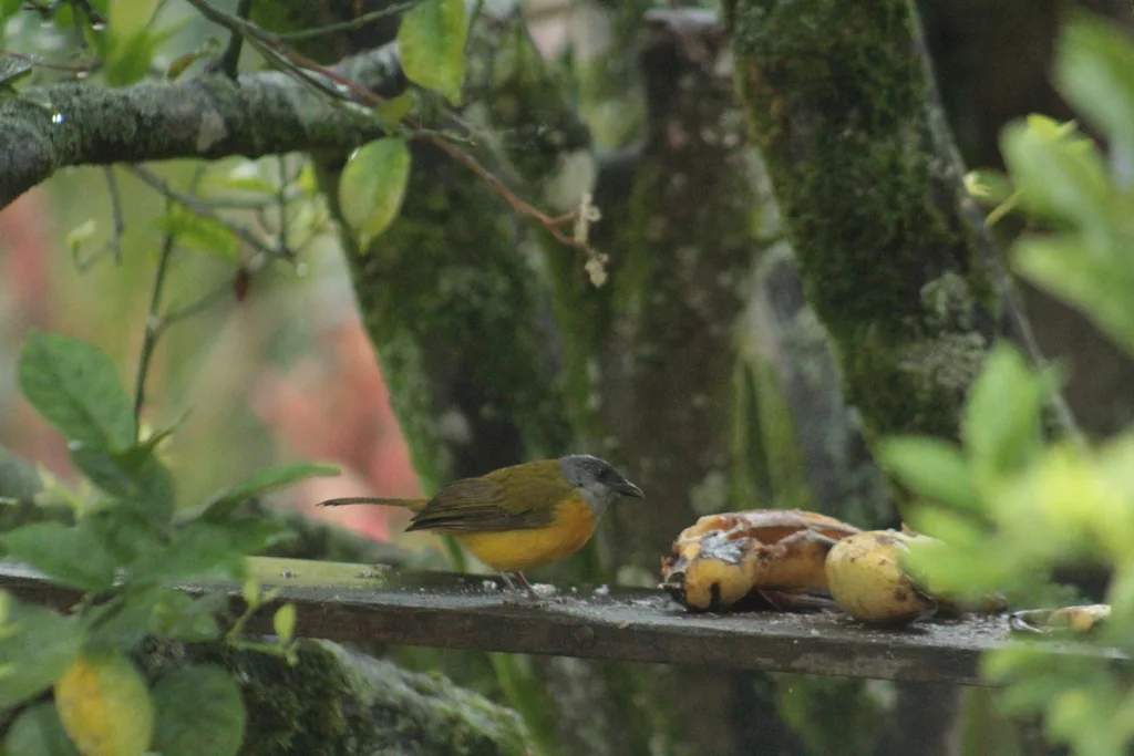 灰头唐纳雀(Eucometis penicillata)