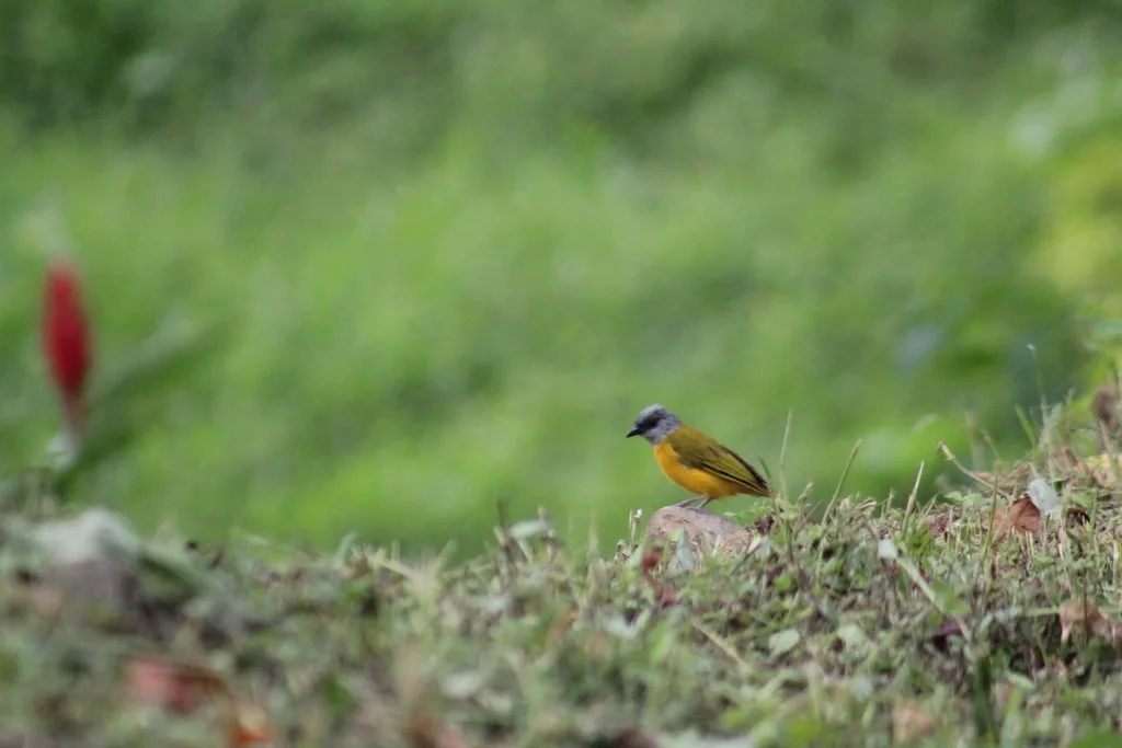 灰头唐纳雀(Eucometis penicillata)