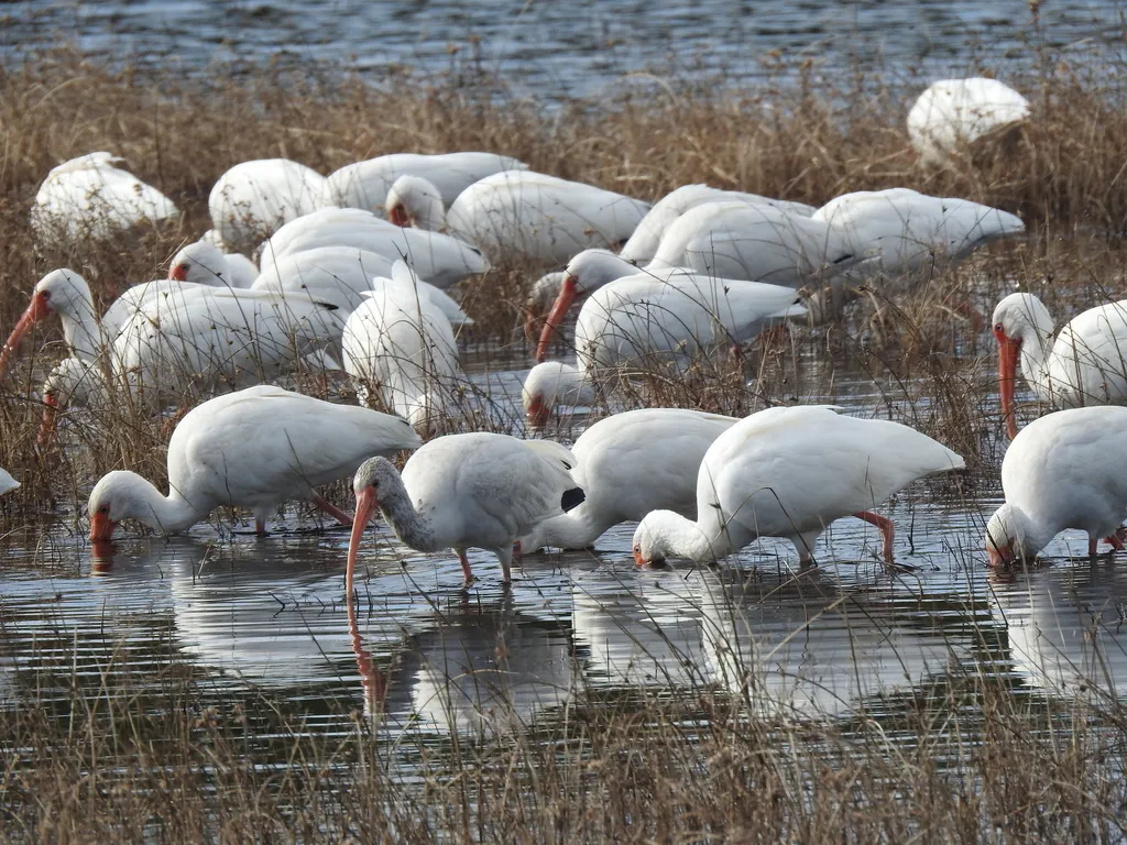 美洲白鹮(Eudocimus albus)