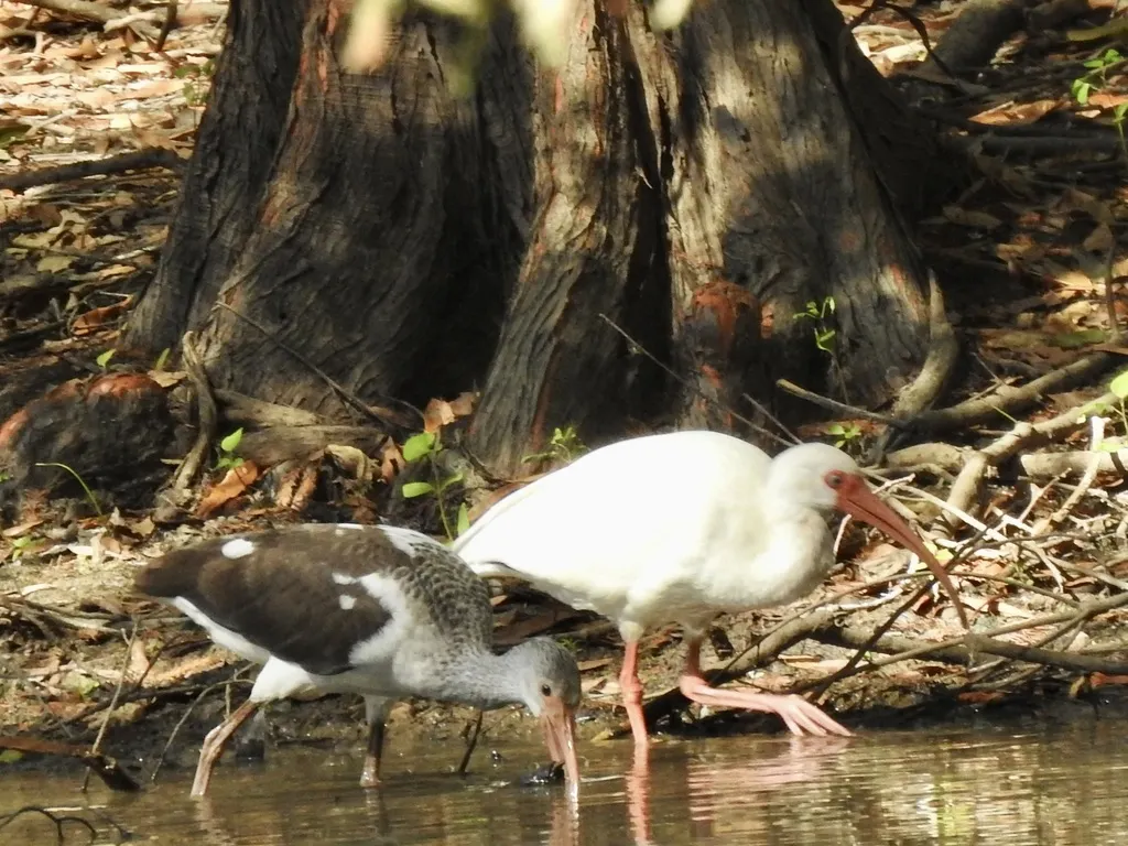 美洲白鹮(Eudocimus albus)