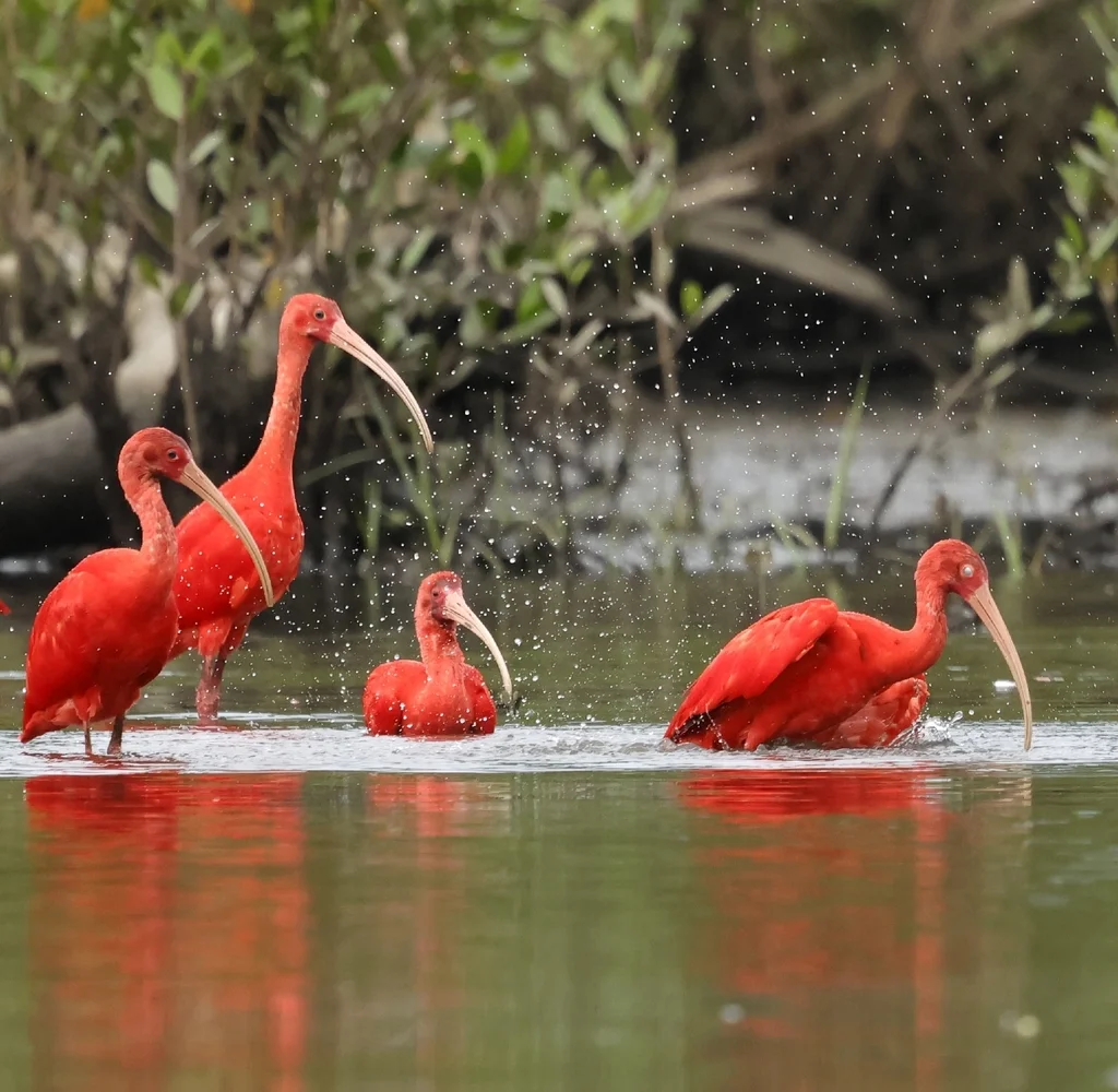 美洲红鹮(Eudocimus ruber)