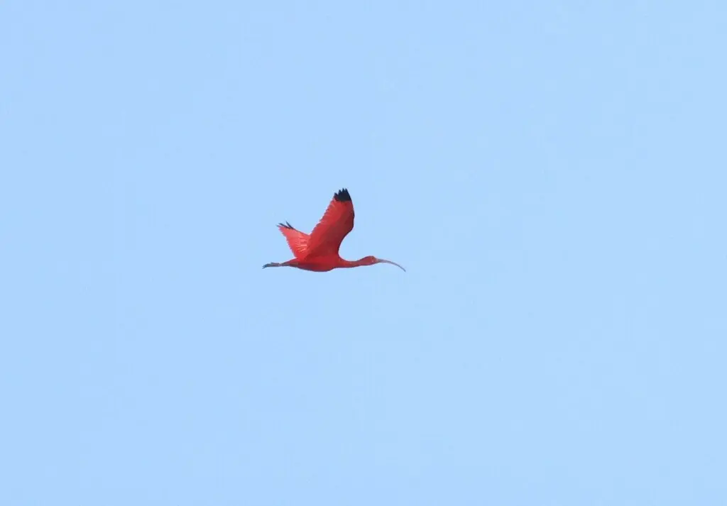 美洲红鹮(Eudocimus ruber)