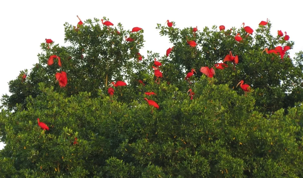 美洲红鹮(Eudocimus ruber)