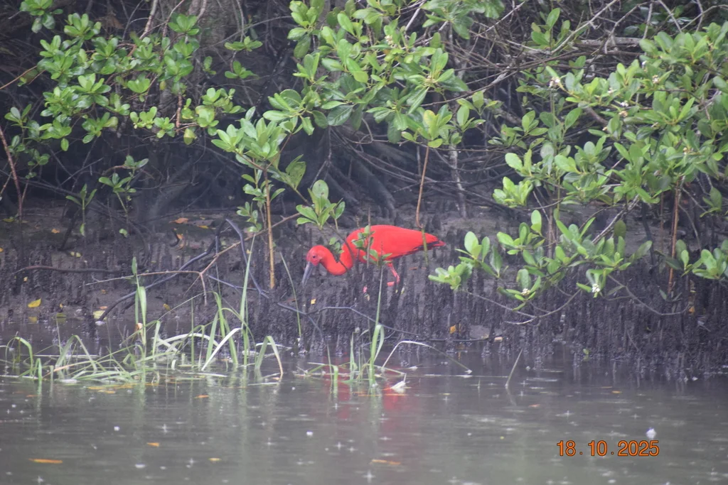 美洲红鹮(Eudocimus ruber)