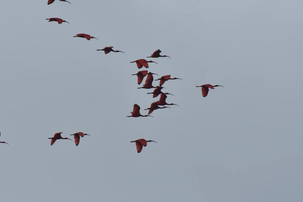 美洲红鹮(Eudocimus ruber)