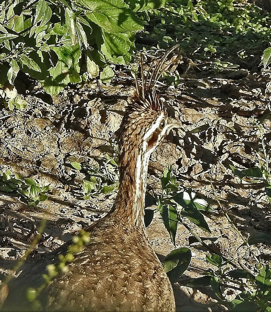 棕凤头䳍(Eudromia formosa)