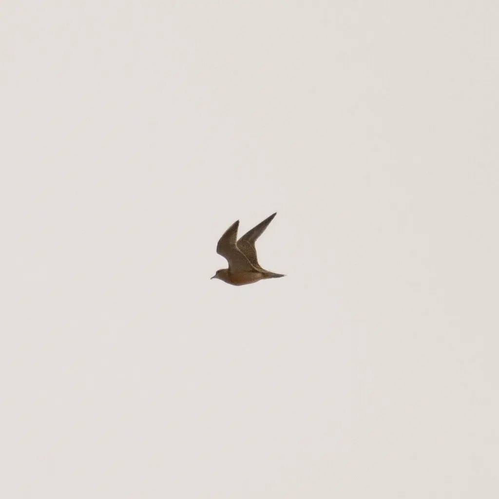 小嘴鸻(Eudromias morinellus)