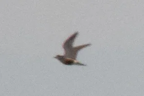 小嘴鸻(Eudromias morinellus)