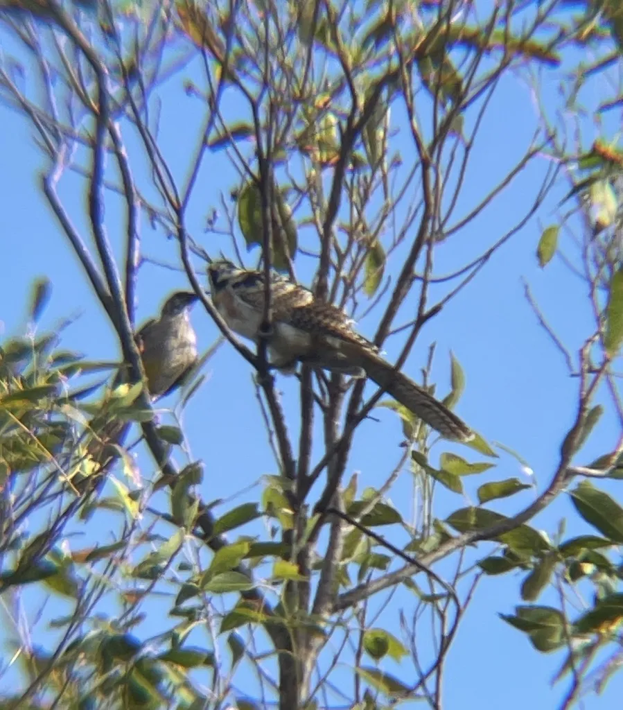 太平洋噪鹃(Eudynamys orientalis)