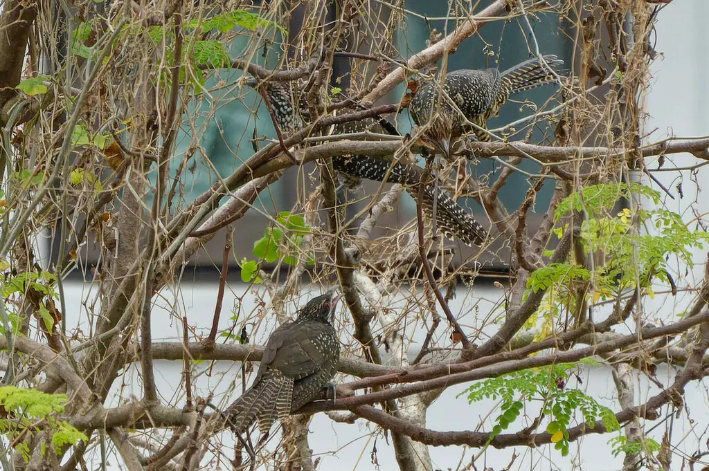 噪鹃(Eudynamys scolopaceus)