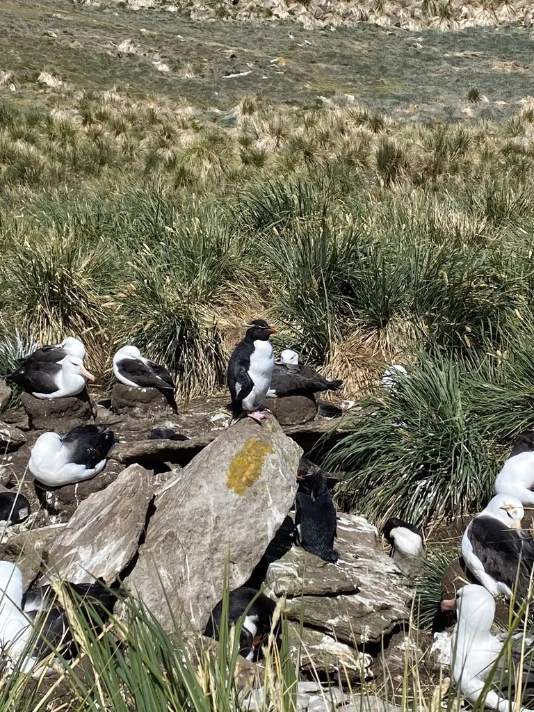 凤头黄眉企鹅(Eudyptes chrysocome)