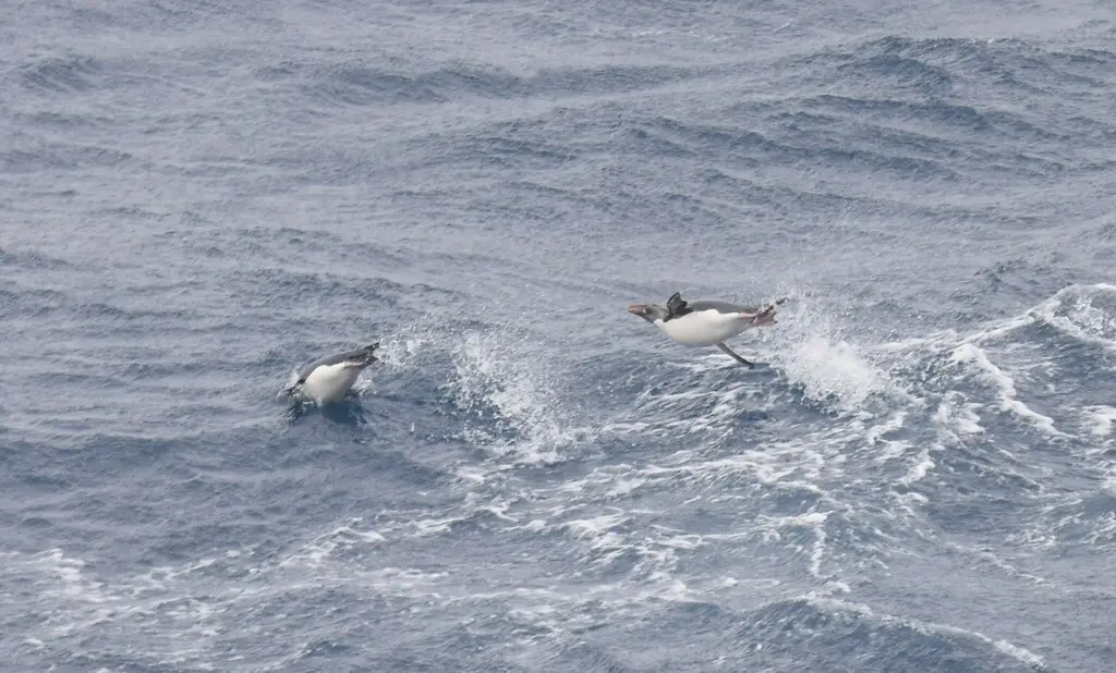 长眉企鹅(Eudyptes chrysolophus)