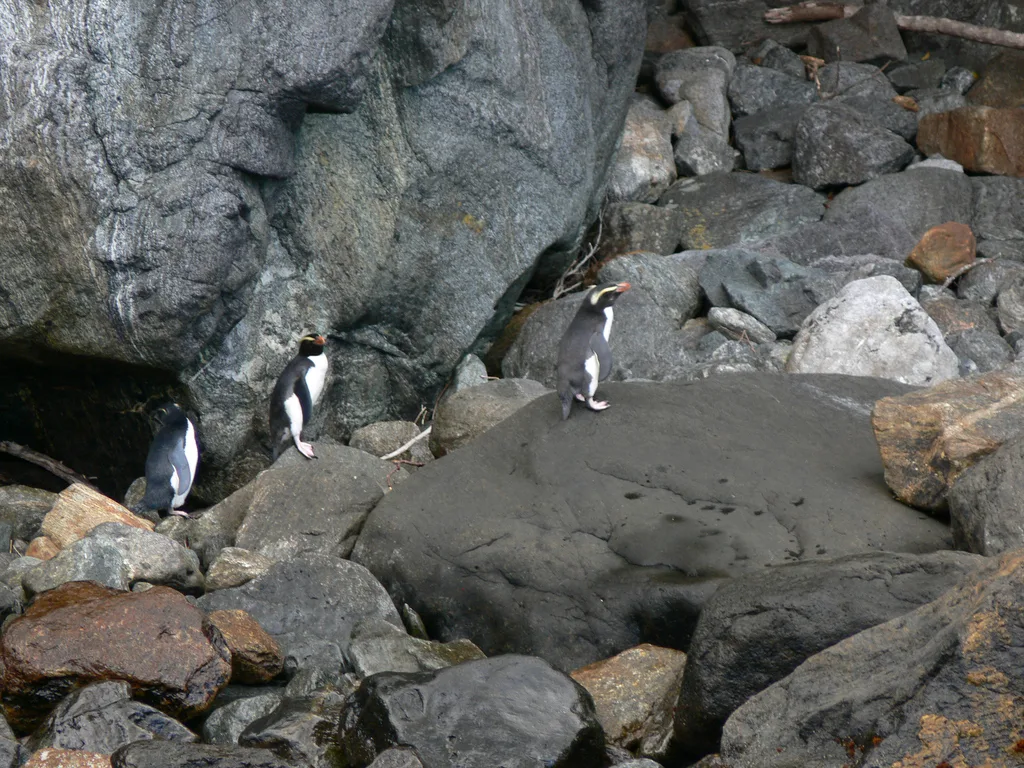 黄眉企鹅（Eudyptes pachyrhynchus）