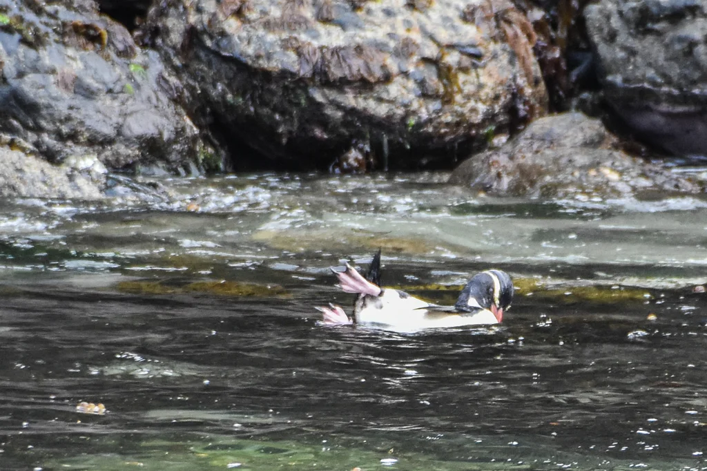 黄眉企鹅（Eudyptes pachyrhynchus）