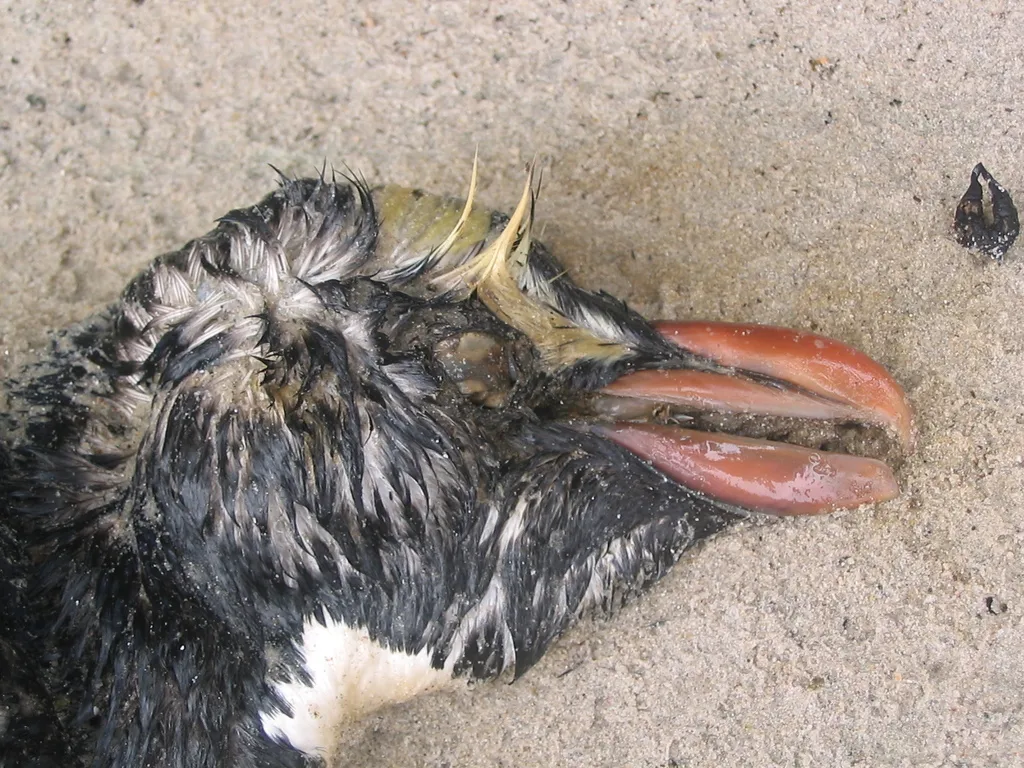 黄眉企鹅（Eudyptes pachyrhynchus）
