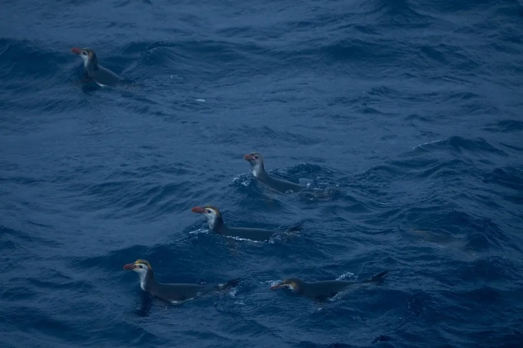 白颊黄眉企鹅(Eudyptes schlegeli)