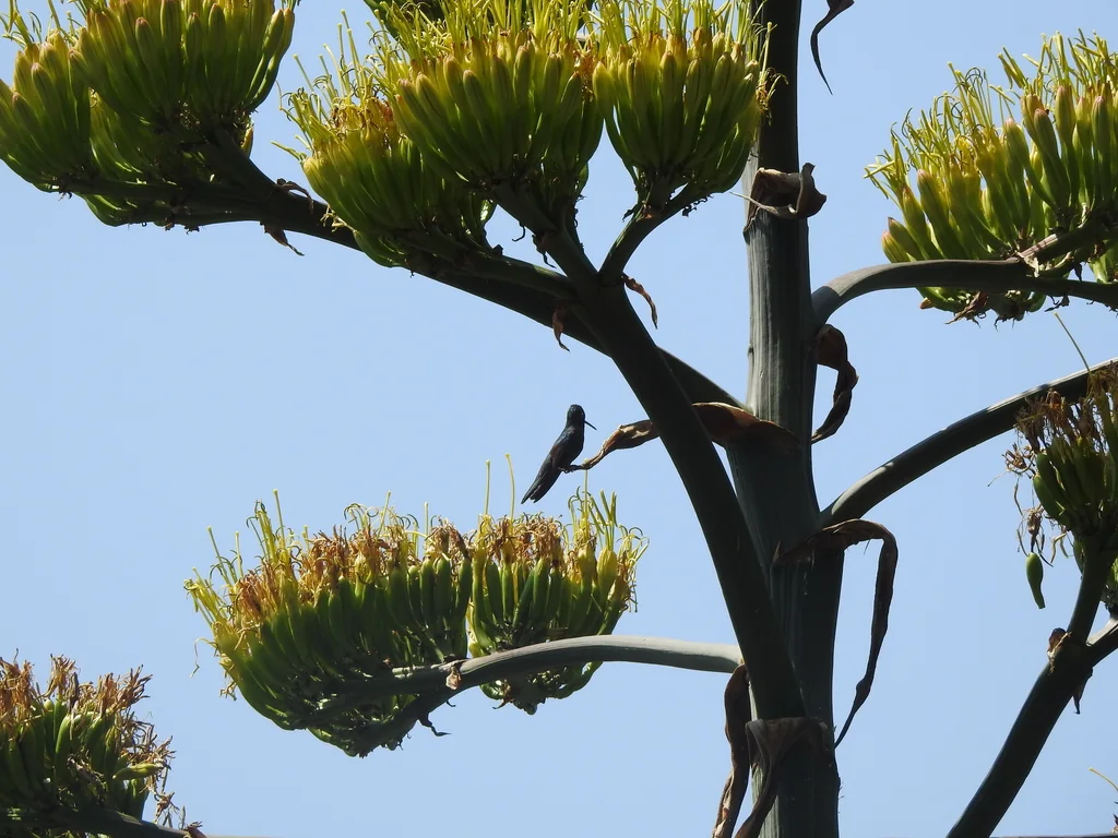 大蜂鸟(Eugenes fulgens)