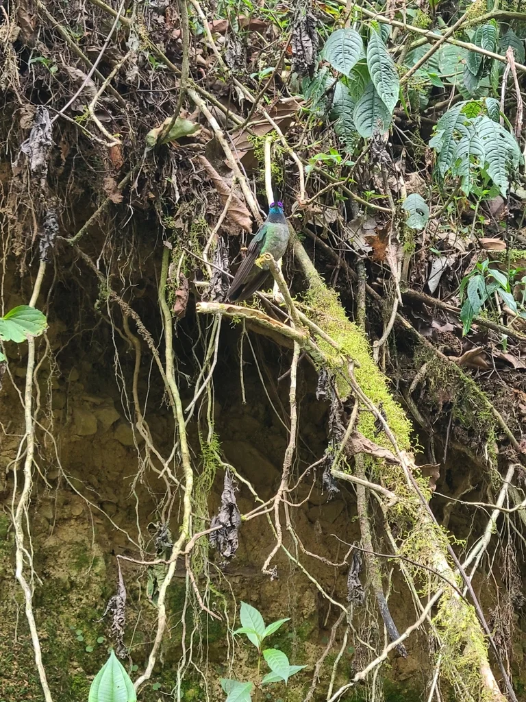 高地大蜂鸟(Eugenes spectabilis)