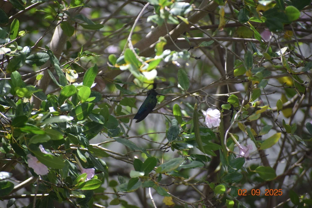 绿喉蜂鸟(Eulampis holosericeus)