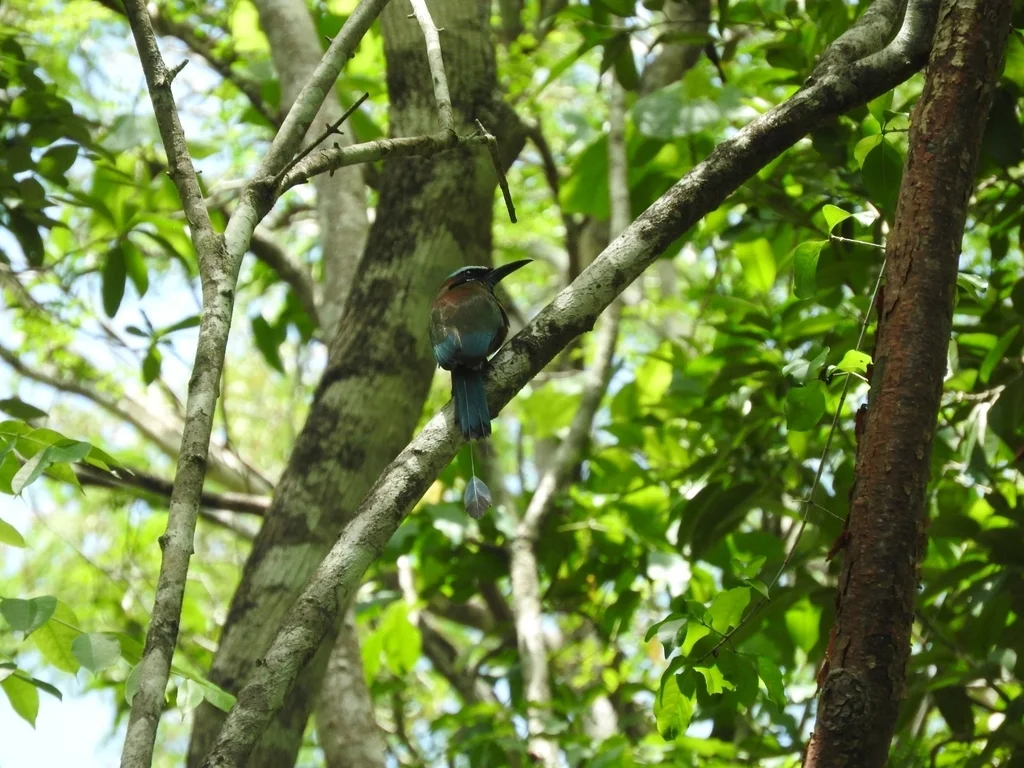 绿眉翠鴗(Eumomota superciliosa)