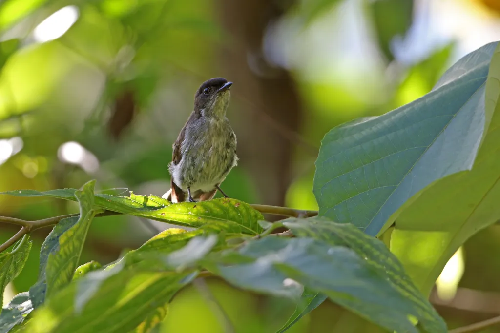布岛林鹟(Eumyias additus)