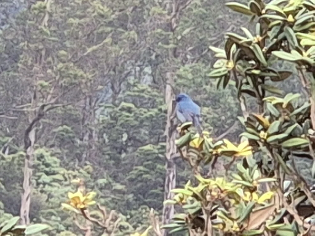 印度仙鹟(Eumyias albicaudatus)