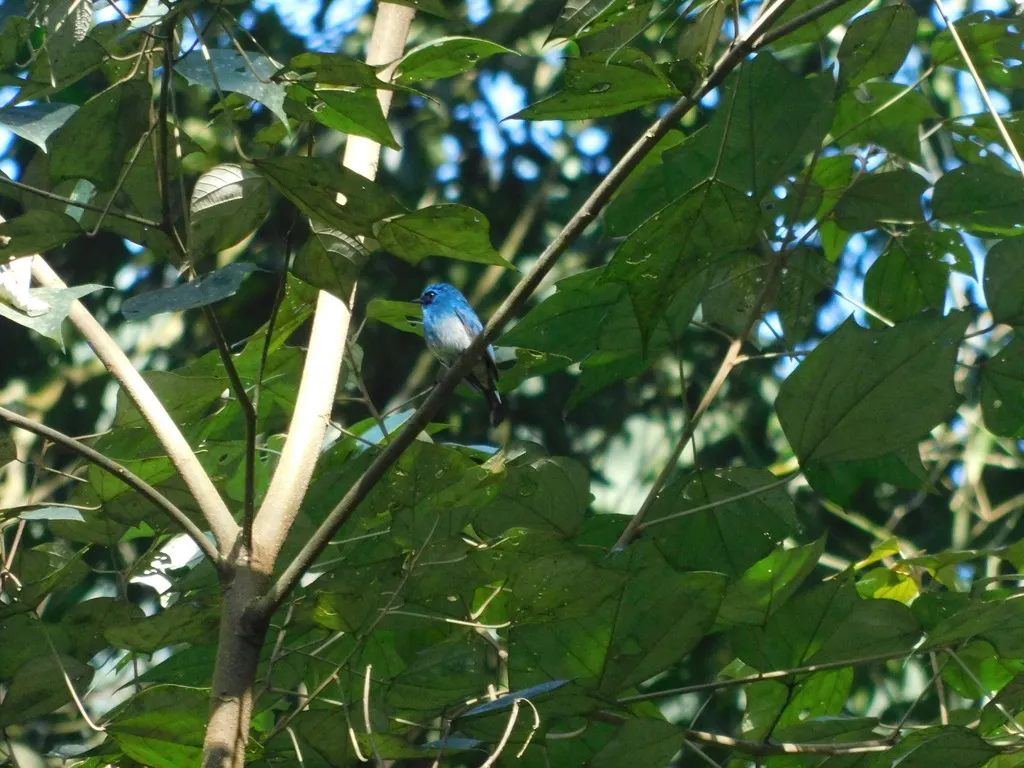 青仙鹟(Eumyias indigo)