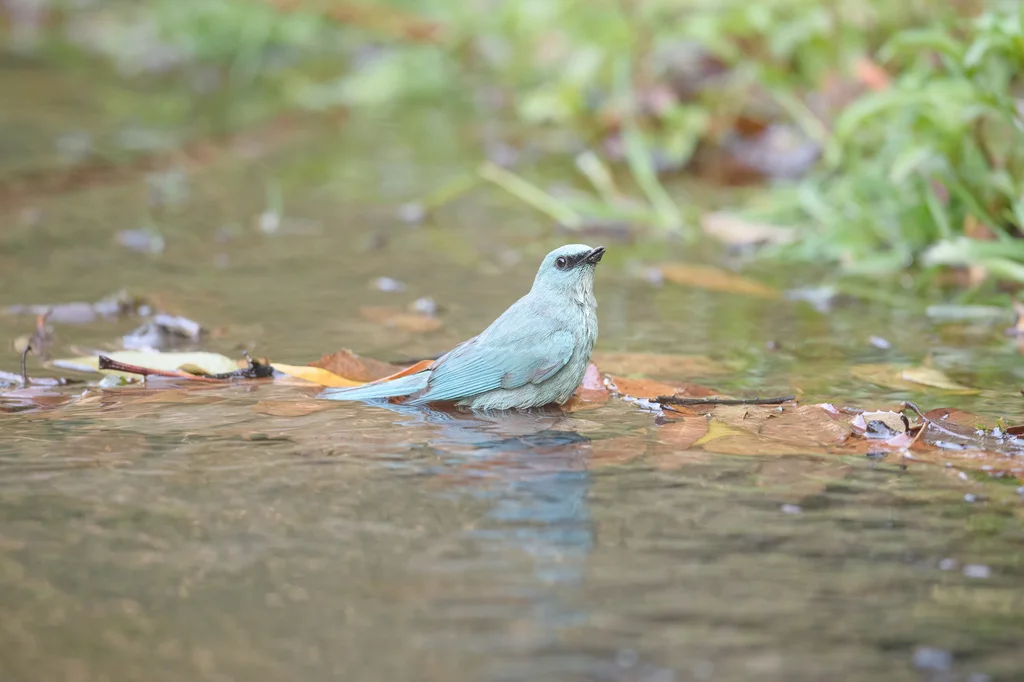 铜蓝鹟(Eumyias thalassinus)